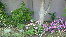 Azaleas in bloom along a fence