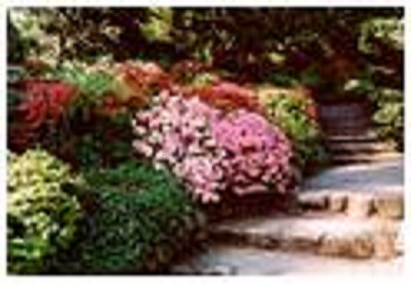 Azaleas Blooming in a Spring Garden