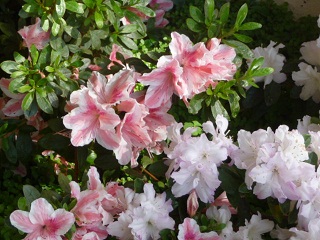 Azaleas in Bloom