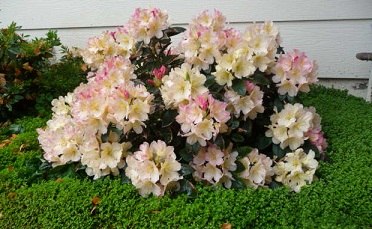 a cream colored rhododendron