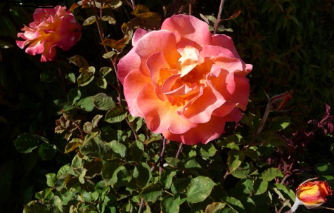 a yellow-orange rose