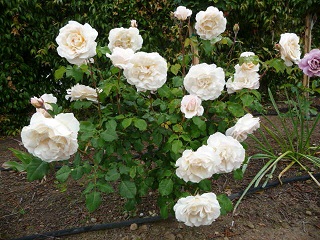 white old English roses