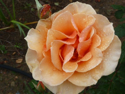 a large salmon colored tea rose