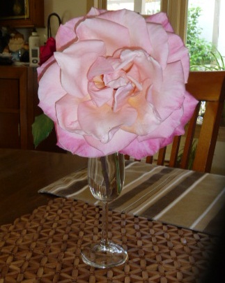 a six inch pink rose